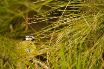 African blue tit Cyanistes teneriffae hedwigae hidden among the vegetation. Integral Natural Reserve of Inagua. Gran Canaria. Canary Islands. Spain.