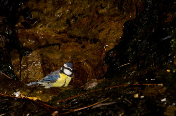 African blue tit Cyanistes teneriffae hedwigae bathing. Integral Natural Reserve of Inagua. Gran Canaria. Canary Islands. Spain.