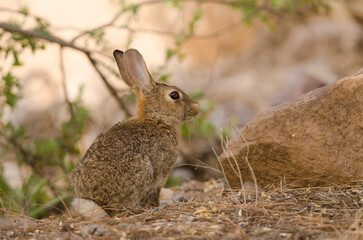 Naklejka na ściany i meble European rabbit Oryctolagus cuniculus. Integral Natural Reserve of Inagua. Tejeda. Gran Canaria. Canary Islands. Spain.