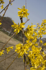 Forsythia(Golden bell flowers) in the spring .