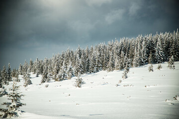 beautiful winter landscape with snowy fir trees