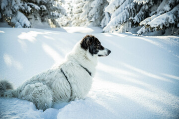 happy white dog in big snow in winter