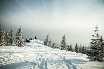 beautiful winter landscape with snowy fir trees