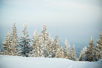 beautiful winter landscape with snowy fir trees