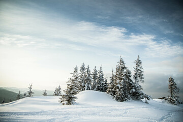 Fototapeta premium beautiful winter landscape with snowy fir trees