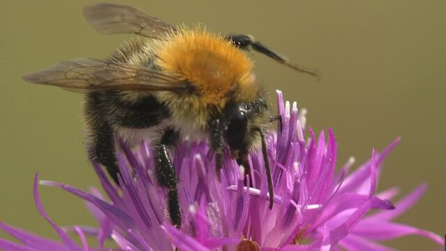 bumblebee (or bumble bee, bumble-bee, or humble-bee) in genus Bombus, of Apidae, one of bee families moves along an orange flower against  backdrop of summer meadow. Macro view of insects in wildlief