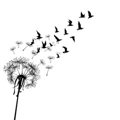 Dandelion with seeds transforming in flying birds. Freedom concept
