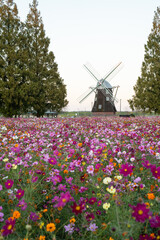 コスモスのある風景・あけぼの山農業公園・千葉県