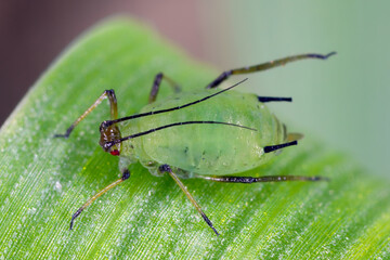 Grain aphid Sitobion avenae wingles larva, nymph insect.