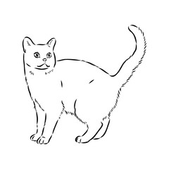 Sketch of an american shorthair american shorthair cat vector