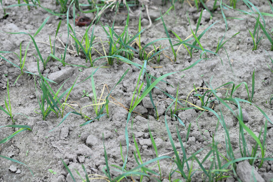 Cereals, wheat damaged by boring into the shoots by larvae of Frit fly (latin name is Oscinella frit). It is important crop pest.