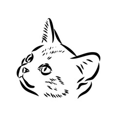 Sketch of an american shorthair american shorthair cat vector
