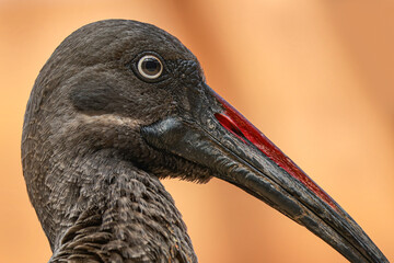 ibis białowąsy 
