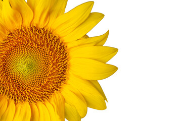 sunflower isolated 