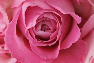 pink rose flower macro detail