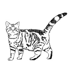 Sketch of an american shorthair american shorthair cat vector