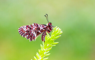 a scalloped red butterfly, Zerynthia polyxena