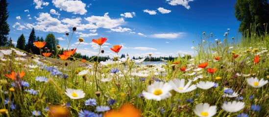 idyllic Scandinavian summer, a vast field of wildflowers bloomed in a stunning floral display, painting the landscape blue with the beauty of nature. The radiant sunshine highlighted the delicate - obrazy, fototapety, plakaty
