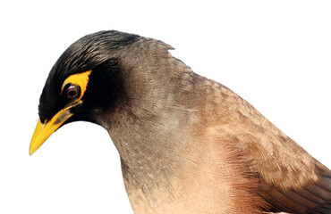 isolated Common myna bird