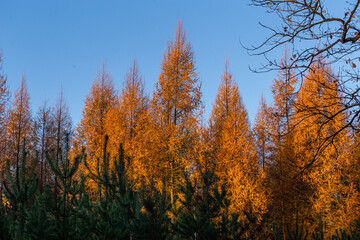 Kolorowe modrzewie jesienią w lesie