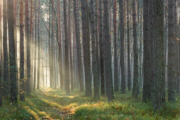 Las z jesienną poranną mgłą - obrazy, fototapety, plakaty