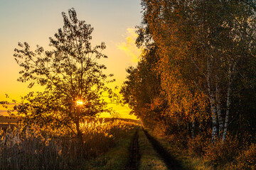 Fototapeta na wymiar Słońce w jesiennym lesie