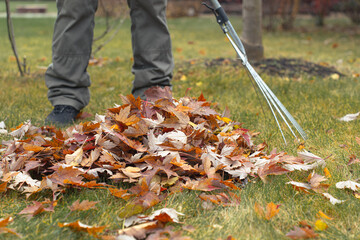 Man raking autumn leaves in the garden. The person is wearing gray pants and black shoes and is...