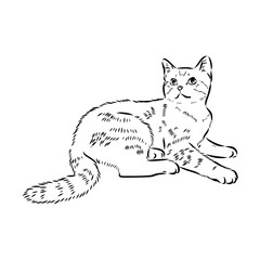 Sketch of an american shorthair american shorthair cat vector