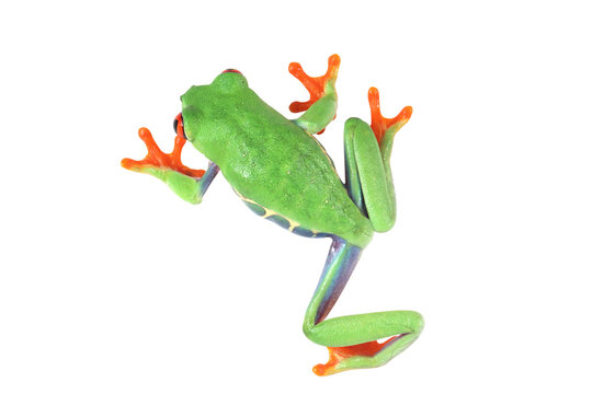 Red-eyed tree frog on white background, red-eyed tree frog (Agalychnis callidryas) closeup on isolated background