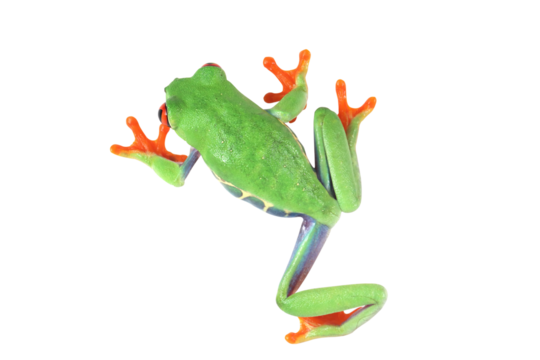 Red-eyed tree frog on white background, red-eyed tree frog (Agalychnis callidryas) closeup on isolated background