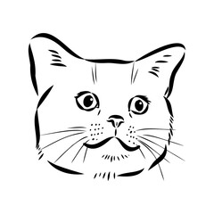 Sketch of an american shorthair american shorthair cat vector