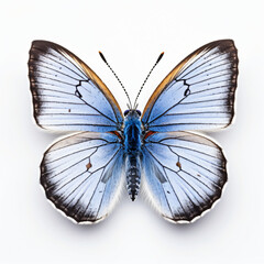 Front view of Short tailed blue butterfly isolated on white background