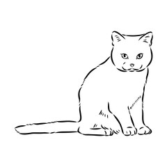 Sketch of an american shorthair american shorthair cat vector
