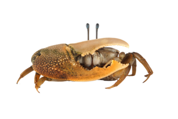 Fiddler crab closeup on white background, Comando crab "uca vocans" closeup, yellow violin crab