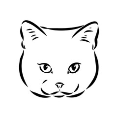 Sketch of an american shorthair american shorthair cat vector