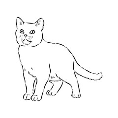 Sketch of an american shorthair american shorthair cat vector