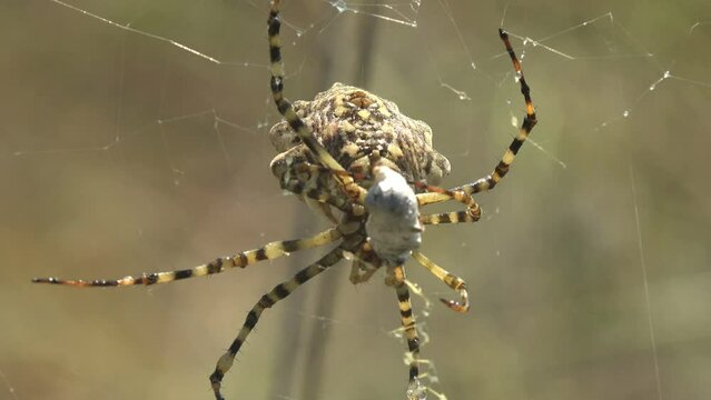 Argiope lobata is species of spider belonging to family Araneidae. Silver abdomen is marked with black and red spots and carries deep furrows and distinctive lobes around edge. Large web