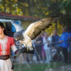 The falcon lands on the falconer's glove at the falconry exhibition at the fair.