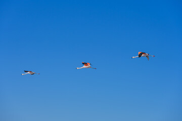 Flamingos voando sobre o lago Chaxas em reserva nacional no deserto do atacama. 