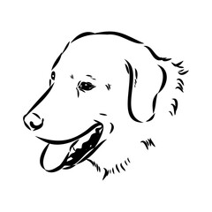 Akbash dog hand drawing. Vector illustration isolated on white background.