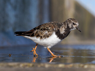Turnstone foraging for food on a wet sea wall