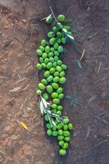 Green olives over collection net