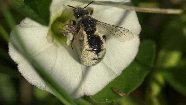 Bee all in white pollen in flower white bell quickly moves, flower Convolvulus arvensis, macro view Insect in wildlief
