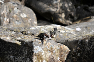 White throated dipper