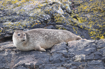 Harbour seals (Scotland)