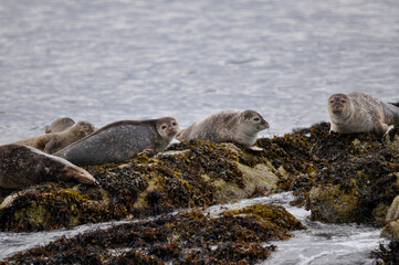 Harbour seals (Scotland)