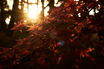 Autumn Leaves in Sunset light