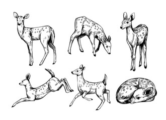 Fawn. small forest deer. set of realistic illustrations, hand drawn vector sketches