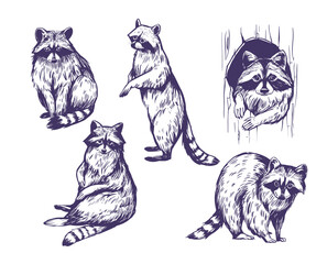Raccoon. set of realistic illustrations, vector hand drawn sketches © aksol