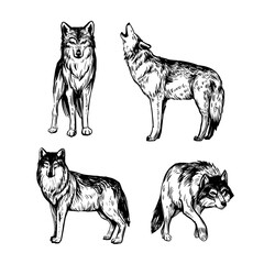Wolf. set of realistic sketches, vector illustrations